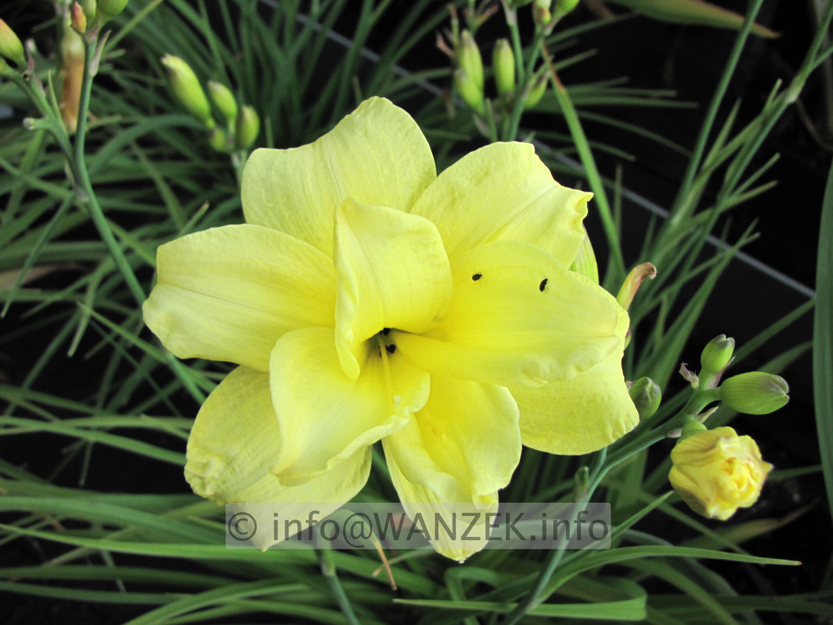 Hemerocallis Double River Wye 1.JPG